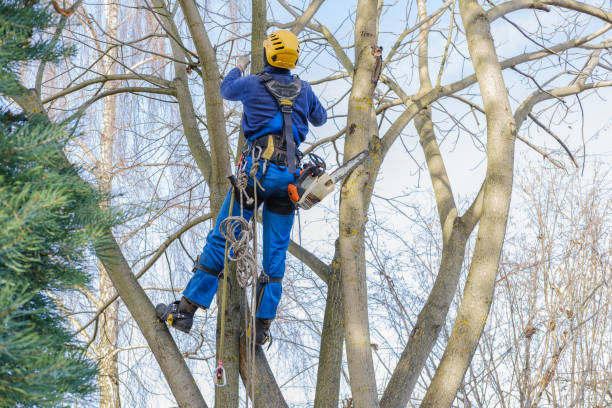 How Our Tree Care Process Works  in  Boyceville, WI